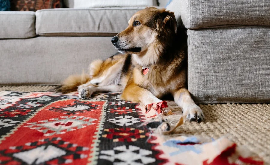 Best Affordable Area Rugs for Pet Owners (Under $300, Stain-Resistant)
